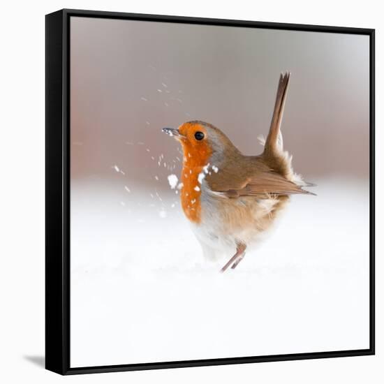 Robin (Erithacus Rubecula) Displaying in Snow, Nr Bradworthy, Devon, UK-Ross Hoddinott-Framed Stretched Canvas