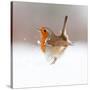 Robin (Erithacus Rubecula) Displaying in Snow, Nr Bradworthy, Devon, UK-Ross Hoddinott-Stretched Canvas