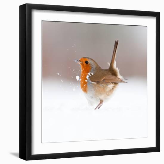 Robin (Erithacus Rubecula) Displaying in Snow, Nr Bradworthy, Devon, UK-Ross Hoddinott-Framed Premium Photographic Print