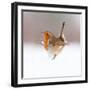 Robin (Erithacus Rubecula) Displaying in Snow, Nr Bradworthy, Devon, UK-Ross Hoddinott-Framed Premium Photographic Print