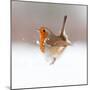 Robin (Erithacus Rubecula) Displaying in Snow, Nr Bradworthy, Devon, UK-Ross Hoddinott-Mounted Premium Photographic Print