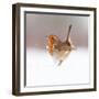 Robin (Erithacus Rubecula) Displaying in Snow, Nr Bradworthy, Devon, UK-Ross Hoddinott-Framed Photographic Print