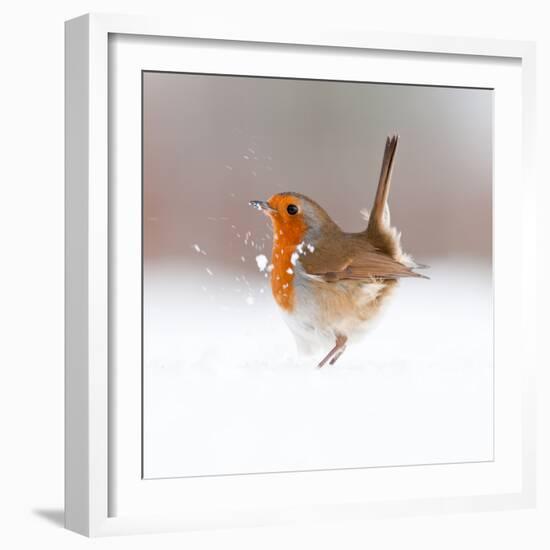 Robin (Erithacus Rubecula) Displaying in Snow, Nr Bradworthy, Devon, UK-Ross Hoddinott-Framed Photographic Print