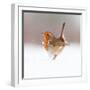 Robin (Erithacus Rubecula) Displaying in Snow, Nr Bradworthy, Devon, UK-Ross Hoddinott-Framed Photographic Print