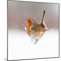 Robin (Erithacus Rubecula) Displaying in Snow, Nr Bradworthy, Devon, UK-Ross Hoddinott-Mounted Photographic Print