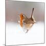 Robin (Erithacus Rubecula) Displaying in Snow, Nr Bradworthy, Devon, UK-Ross Hoddinott-Mounted Photographic Print