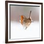 Robin (Erithacus Rubecula) Displaying in Snow, Nr Bradworthy, Devon, UK-Ross Hoddinott-Framed Photographic Print