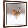 Robin (Erithacus Rubecula) Displaying in Snow, Nr Bradworthy, Devon, UK-Ross Hoddinott-Framed Photographic Print