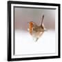 Robin (Erithacus Rubecula) Displaying in Snow, Nr Bradworthy, Devon, UK-Ross Hoddinott-Framed Photographic Print