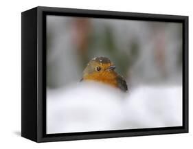 Robin (Erithacus Rubecula), in Garden in Falling Snow, United Kingdom, Europe-Ann & Steve Toon-Framed Stretched Canvas