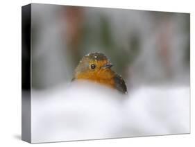 Robin (Erithacus Rubecula), in Garden in Falling Snow, United Kingdom, Europe-Ann & Steve Toon-Stretched Canvas