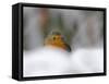 Robin (Erithacus Rubecula), in Garden in Falling Snow, United Kingdom, Europe-Ann & Steve Toon-Framed Stretched Canvas