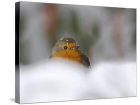 Robin (Erithacus Rubecula), in Garden in Falling Snow, United Kingdom, Europe-Ann & Steve Toon-Stretched Canvas
