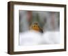 Robin (Erithacus Rubecula), in Garden in Falling Snow, United Kingdom, Europe-Ann & Steve Toon-Framed Photographic Print