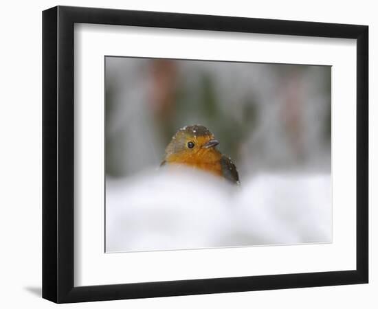 Robin (Erithacus Rubecula), in Garden in Falling Snow, United Kingdom, Europe-Ann & Steve Toon-Framed Photographic Print