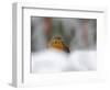 Robin (Erithacus Rubecula), in Garden in Falling Snow, United Kingdom, Europe-Ann & Steve Toon-Framed Photographic Print