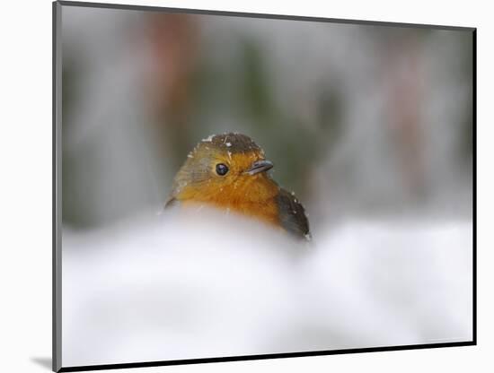 Robin (Erithacus Rubecula), in Garden in Falling Snow, United Kingdom, Europe-Ann & Steve Toon-Mounted Photographic Print