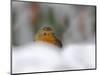 Robin (Erithacus Rubecula), in Garden in Falling Snow, United Kingdom, Europe-Ann & Steve Toon-Mounted Photographic Print