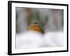 Robin (Erithacus Rubecula), in Garden in Falling Snow, United Kingdom, Europe-Ann & Steve Toon-Framed Photographic Print