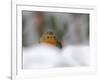 Robin (Erithacus Rubecula), in Garden in Falling Snow, United Kingdom, Europe-Ann & Steve Toon-Framed Photographic Print