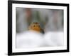 Robin (Erithacus Rubecula), in Garden in Falling Snow, United Kingdom, Europe-Ann & Steve Toon-Framed Photographic Print