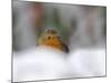 Robin (Erithacus Rubecula), in Garden in Falling Snow, United Kingdom, Europe-Ann & Steve Toon-Mounted Photographic Print