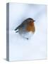 Robin (Erithacus Rubecula), in Snow, United Kingdom, Europe-Ann & Steve Toon-Stretched Canvas