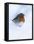 Robin (Erithacus Rubecula), in Snow, United Kingdom, Europe-Ann & Steve Toon-Framed Stretched Canvas