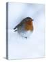 Robin (Erithacus Rubecula), in Snow, United Kingdom, Europe-Ann & Steve Toon-Stretched Canvas