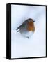 Robin (Erithacus Rubecula), in Snow, United Kingdom, Europe-Ann & Steve Toon-Framed Stretched Canvas