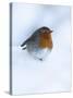 Robin (Erithacus Rubecula), in Snow, United Kingdom, Europe-Ann & Steve Toon-Stretched Canvas