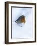 Robin (Erithacus Rubecula), in Snow, United Kingdom, Europe-Ann & Steve Toon-Framed Photographic Print