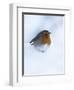 Robin (Erithacus Rubecula), in Snow, United Kingdom, Europe-Ann & Steve Toon-Framed Photographic Print