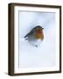 Robin (Erithacus Rubecula), in Snow, United Kingdom, Europe-Ann & Steve Toon-Framed Photographic Print