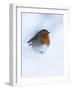 Robin (Erithacus Rubecula), in Snow, United Kingdom, Europe-Ann & Steve Toon-Framed Photographic Print