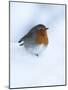 Robin (Erithacus Rubecula), in Snow, United Kingdom, Europe-Ann & Steve Toon-Mounted Photographic Print