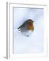 Robin (Erithacus Rubecula), in Snow, United Kingdom, Europe-Ann & Steve Toon-Framed Photographic Print