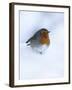 Robin (Erithacus Rubecula), in Snow, United Kingdom, Europe-Ann & Steve Toon-Framed Photographic Print