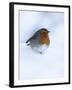 Robin (Erithacus Rubecula), in Snow, United Kingdom, Europe-Ann & Steve Toon-Framed Photographic Print