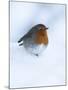 Robin (Erithacus Rubecula), in Snow, United Kingdom, Europe-Ann & Steve Toon-Mounted Photographic Print