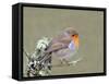 Robin (Erithacus Rubecula), Lake District, Cumbria, England, United Kingdom, Europe-David and Louis Gibbon-Framed Stretched Canvas