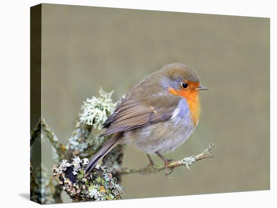 Robin (Erithacus Rubecula), Lake District, Cumbria, England, United Kingdom, Europe-David and Louis Gibbon-Stretched Canvas