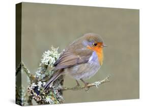 Robin (Erithacus Rubecula), Lake District, Cumbria, England, United Kingdom, Europe-David and Louis Gibbon-Stretched Canvas