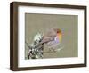 Robin (Erithacus Rubecula), Lake District, Cumbria, England, United Kingdom, Europe-David and Louis Gibbon-Framed Photographic Print