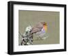 Robin (Erithacus Rubecula), Lake District, Cumbria, England, United Kingdom, Europe-David and Louis Gibbon-Framed Photographic Print