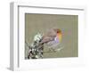 Robin (Erithacus Rubecula), Lake District, Cumbria, England, United Kingdom, Europe-David and Louis Gibbon-Framed Photographic Print