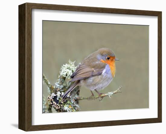 Robin (Erithacus Rubecula), Lake District, Cumbria, England, United Kingdom, Europe-David and Louis Gibbon-Framed Photographic Print