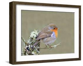 Robin (Erithacus Rubecula), Lake District, Cumbria, England, United Kingdom, Europe-David and Louis Gibbon-Framed Photographic Print