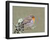 Robin (Erithacus Rubecula), Lake District, Cumbria, England, United Kingdom, Europe-David and Louis Gibbon-Framed Photographic Print