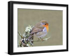 Robin (Erithacus Rubecula), Lake District, Cumbria, England, United Kingdom, Europe-David and Louis Gibbon-Framed Photographic Print